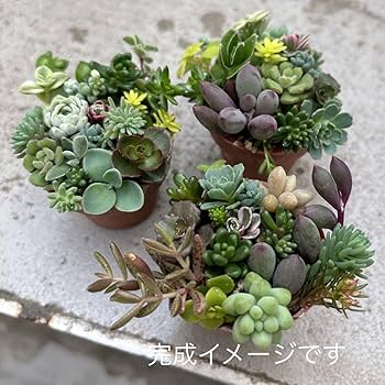 Amazon.co.jp: 多肉植物 寄せ植えセット カット苗 土 植木鉢のセット